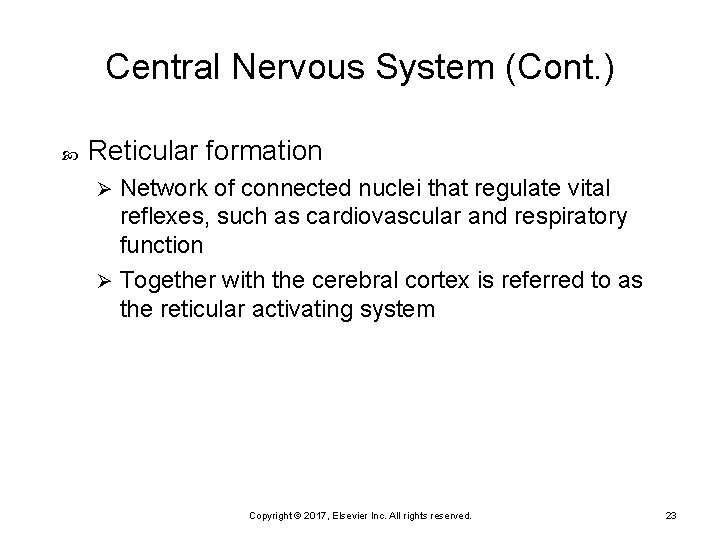 Central Nervous System (Cont. ) Reticular formation Network of connected nuclei that regulate vital