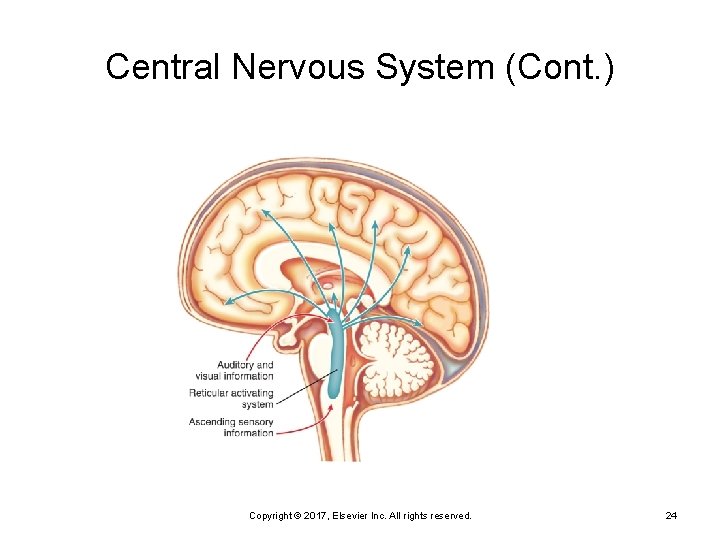 Central Nervous System (Cont. ) Copyright © 2017, Elsevier Inc. All rights reserved. 24