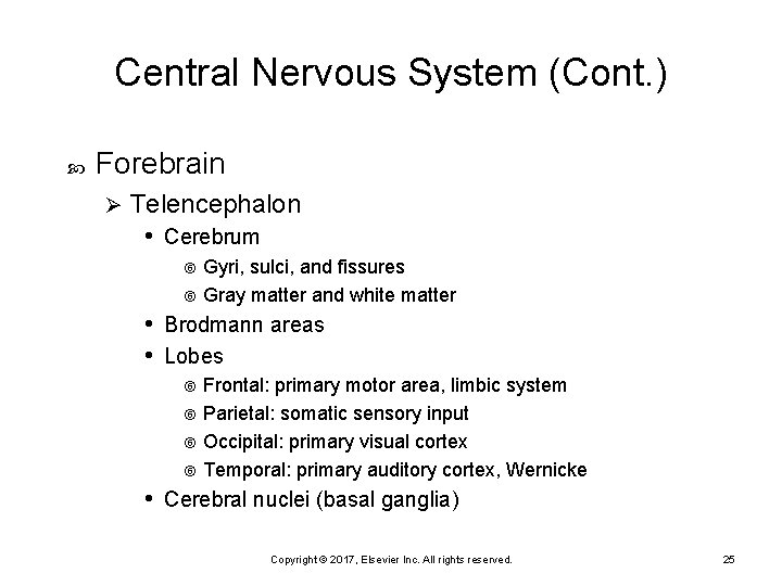 Central Nervous System (Cont. ) Forebrain Ø Telencephalon • Cerebrum Gyri, sulci, and fissures