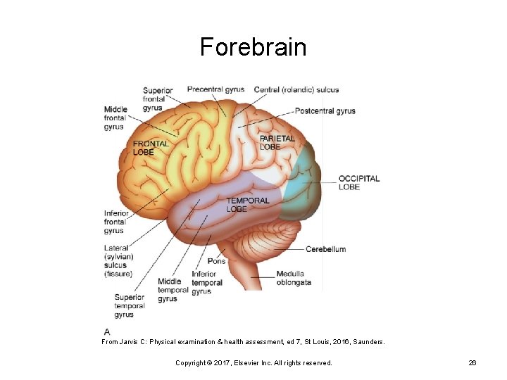 Forebrain From Jarvis C: Physical examination & health assessment, ed 7, St Louis, 2016,