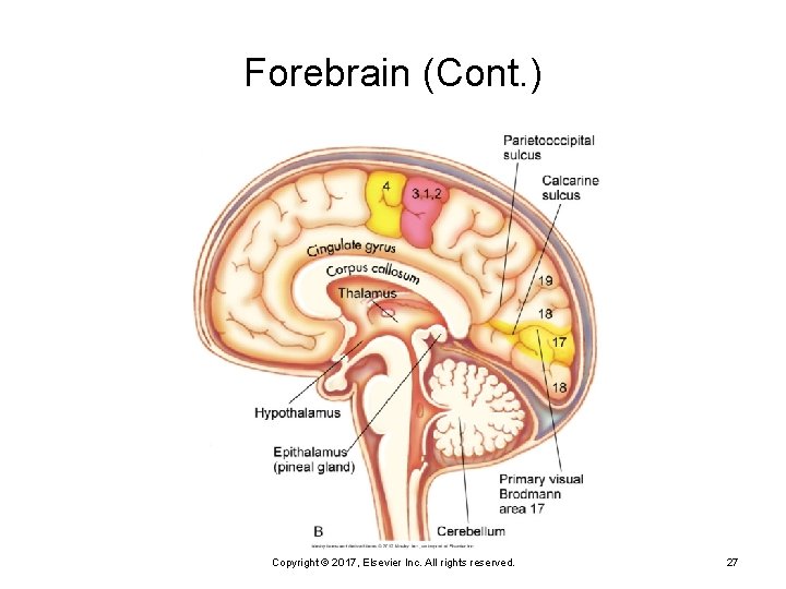 Forebrain (Cont. ) Copyright © 2017, Elsevier Inc. All rights reserved. 27 