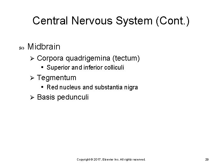 Central Nervous System (Cont. ) Midbrain Corpora quadrigemina (tectum) • Superior and inferior colliculi