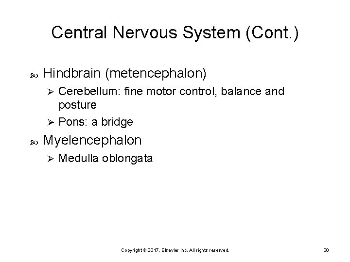 Central Nervous System (Cont. ) Hindbrain (metencephalon) Cerebellum: fine motor control, balance and posture