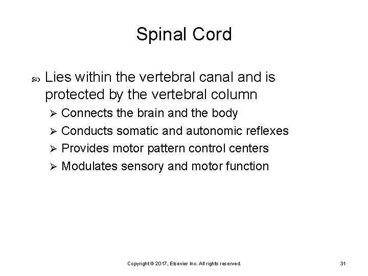 Spinal Cord Lies within the vertebral canal and is protected by the vertebral column