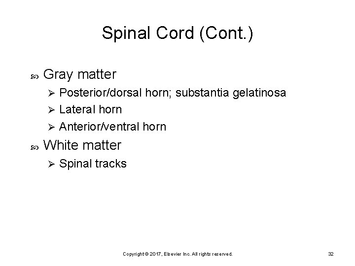 Spinal Cord (Cont. ) Gray matter Posterior/dorsal horn; substantia gelatinosa Ø Lateral horn Ø