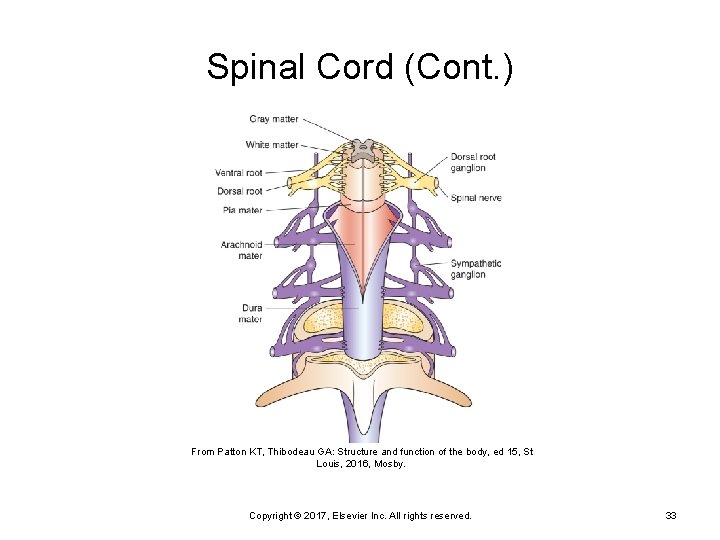 Spinal Cord (Cont. ) From Patton KT, Thibodeau GA: Structure and function of the