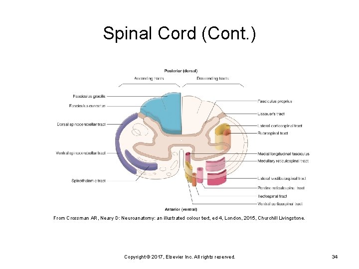 Spinal Cord (Cont. ) From Crossman AR, Neary D: Neuroanatomy: an illustrated colour text,
