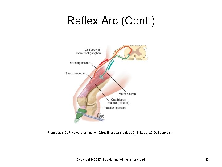 Reflex Arc (Cont. ) From Jarvis C: Physical examination & health assessment, ed 7,