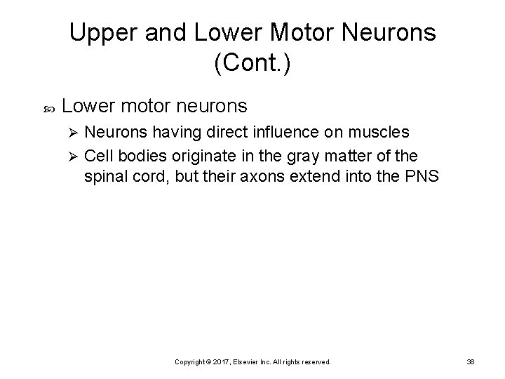 Upper and Lower Motor Neurons (Cont. ) Lower motor neurons Neurons having direct influence