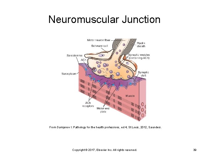 Neuromuscular Junction From Damjanov I: Pathology for the health professions, ed 4, St Louis,