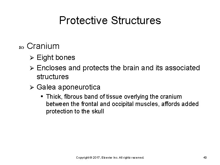 Protective Structures Cranium Eight bones Ø Encloses and protects the brain and its associated