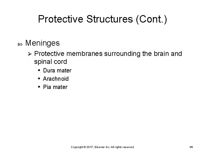Protective Structures (Cont. ) Meninges Ø Protective membranes surrounding the brain and spinal cord