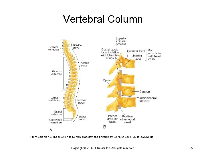 Vertebral Column From Solomon E: Introduction to human anatomy and physiology, ed 4, St