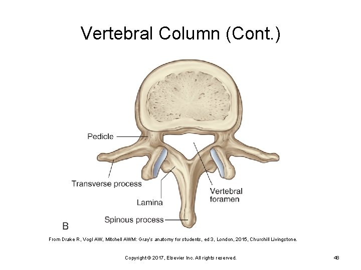 Vertebral Column (Cont. ) From Drake R, Vogl AW, Mitchell AWM: Gray’s anatomy for