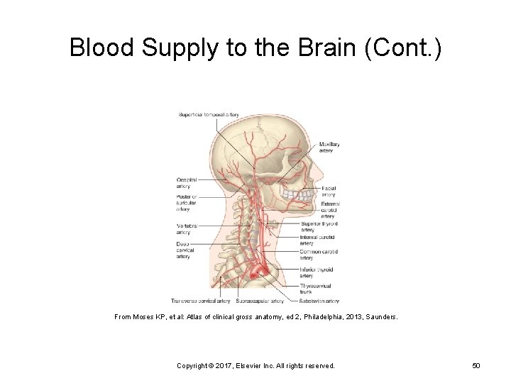 Blood Supply to the Brain (Cont. ) From Moses KP, et al: Atlas of