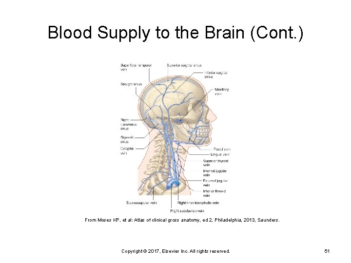 Blood Supply to the Brain (Cont. ) From Moses KP, et al: Atlas of