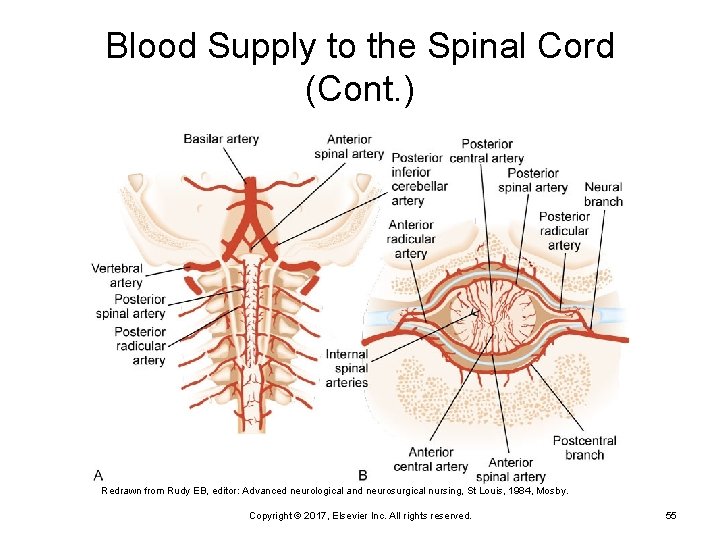 Blood Supply to the Spinal Cord (Cont. ) Redrawn from Rudy EB, editor: Advanced
