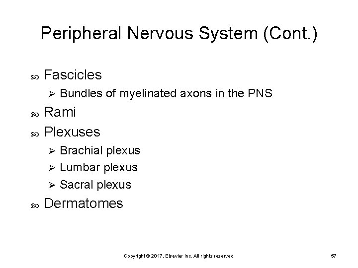 Peripheral Nervous System (Cont. ) Fascicles Ø Bundles of myelinated axons in the PNS