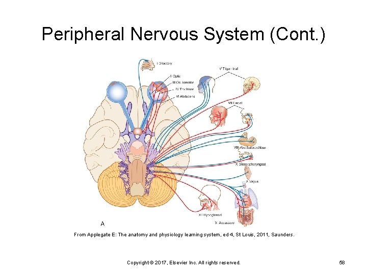 Peripheral Nervous System (Cont. ) From Applegate E: The anatomy and physiology learning system,