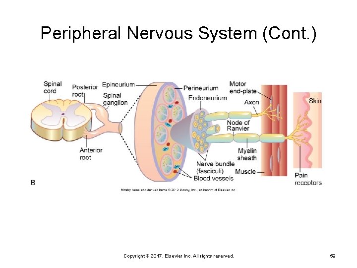 Peripheral Nervous System (Cont. ) Copyright © 2017, Elsevier Inc. All rights reserved. 59