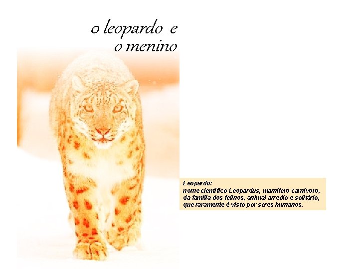 0 leopardo e o menino Leopardo: nome científico Leopardus, mamífero carnívoro, da família dos