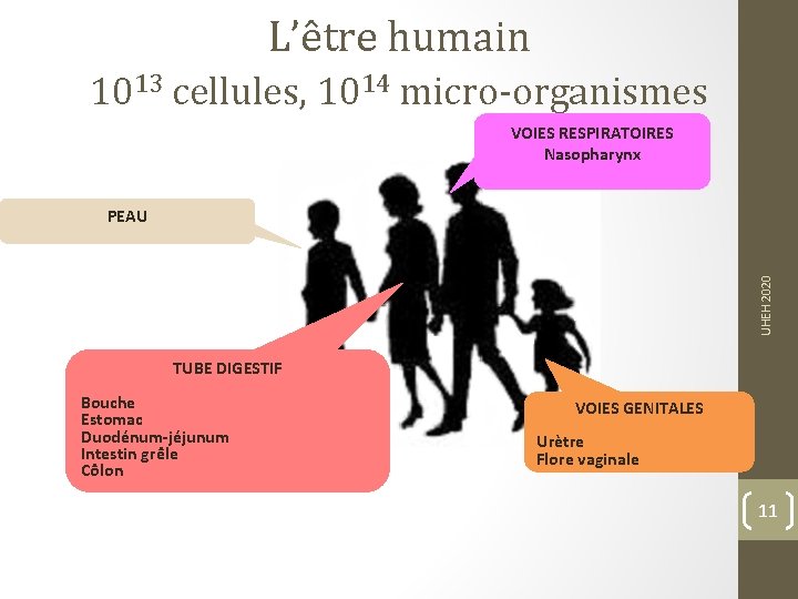 L’être humain 1013 cellules, 1014 micro-organismes VOIES RESPIRATOIRES Nasopharynx UHEH 2020 PEAU TUBE DIGESTIF