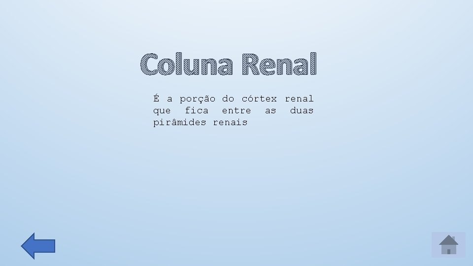 Coluna Renal É a porção do córtex renal que fica entre as duas pirâmides