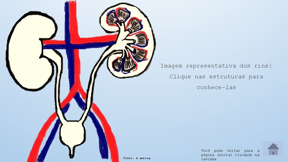 Imagem representativa dos rins! Clique nas estruturas para conhece-las Fonte: A autora Você pode