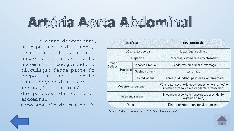 Artéria Aorta Abdominal A aorta descendente, ultrapassado o diafragma, penetra no abdome, tomando então