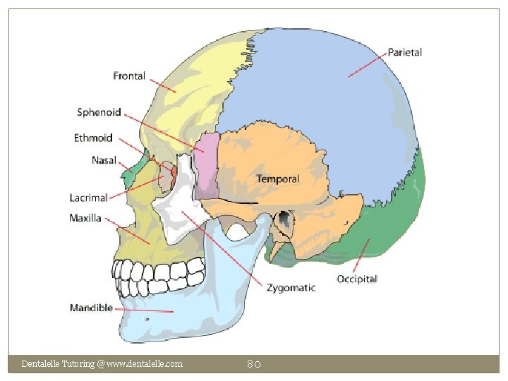 Dentalelle Tutoring @ www. dentalelle. com 80 