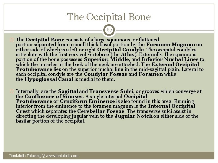 The Occipital Bone 87 � The Occipital Bone consists of a large squamous, or