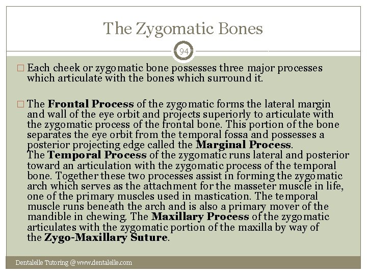 The Zygomatic Bones 94 � Each cheek or zygomatic bone possesses three major processes