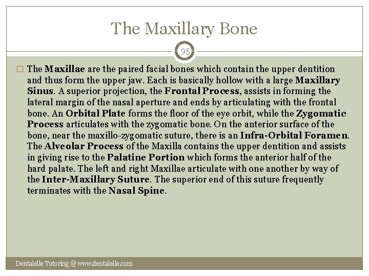 The Maxillary Bone 95 � The Maxillae are the paired facial bones which contain