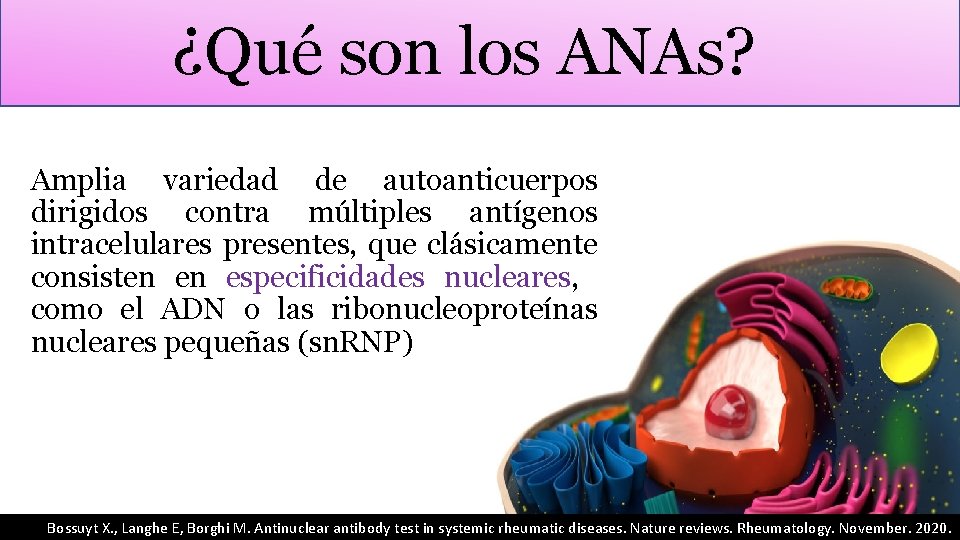 ¿Qué son los ANAs? Amplia variedad de autoanticuerpos dirigidos contra múltiples antígenos intracelulares presentes,