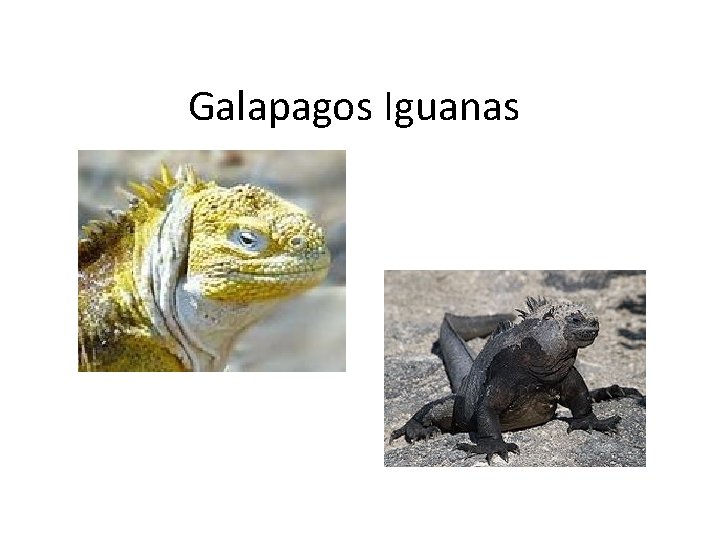 Galapagos Iguanas 
