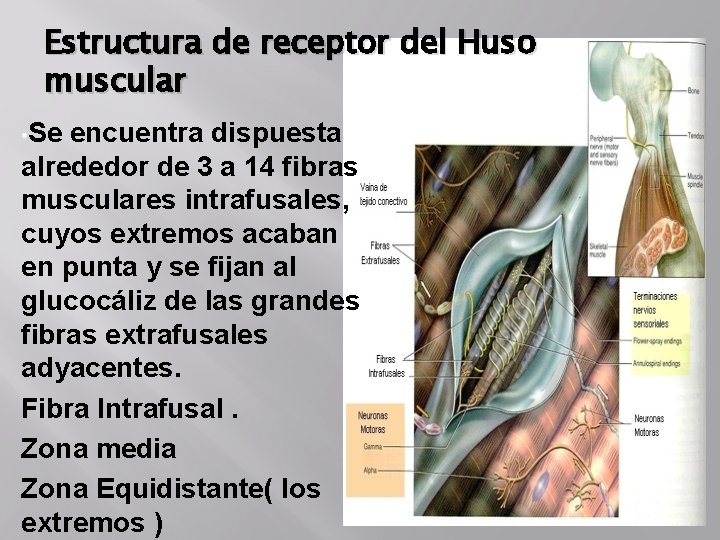 Estructura de receptor del Huso muscular • Se encuentra dispuesta alrededor de 3 a