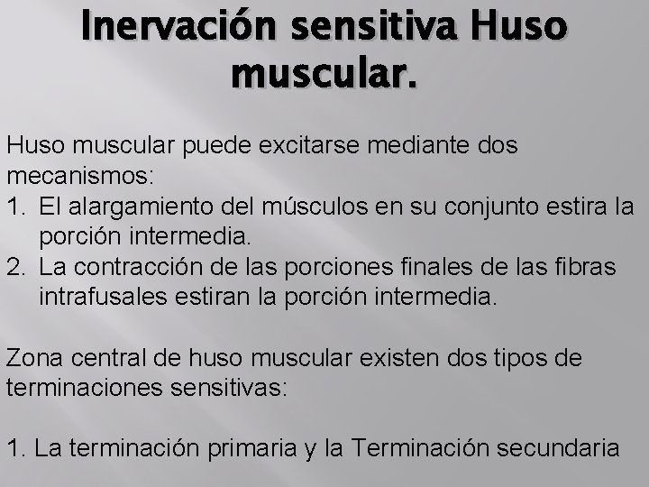 Inervación sensitiva Huso muscular puede excitarse mediante dos mecanismos: 1. El alargamiento del músculos