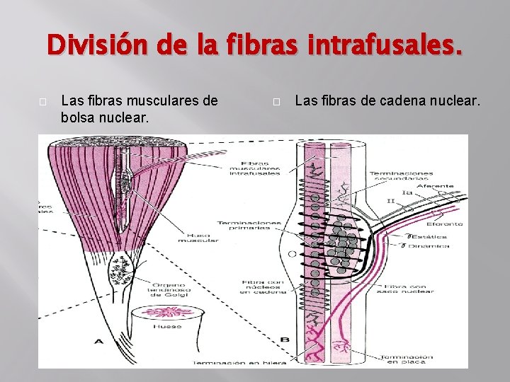 División de la fibras intrafusales. � Las fibras musculares de bolsa nuclear. � Las