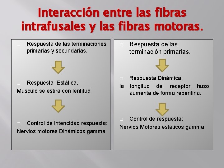 Interacción entre las fibras intrafusales y las fibras motoras. � Respuesta de las terminaciones