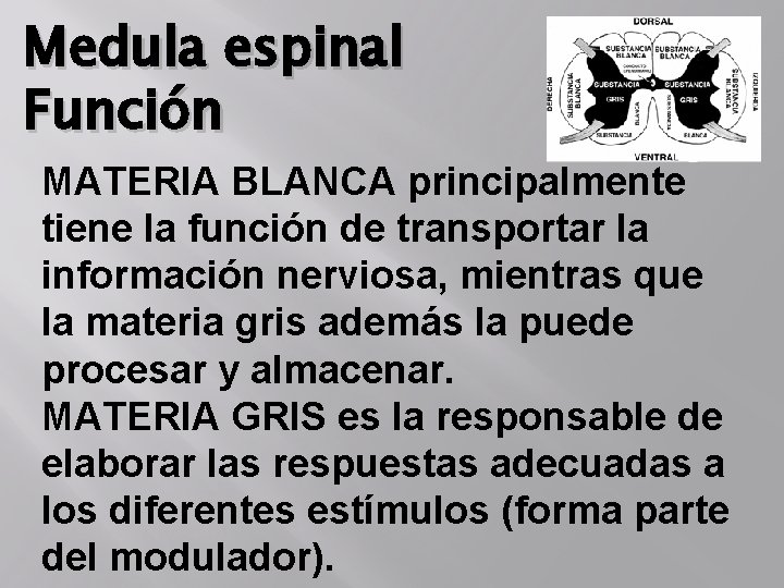Medula espinal Función MATERIA BLANCA principalmente tiene la función de transportar la información nerviosa,