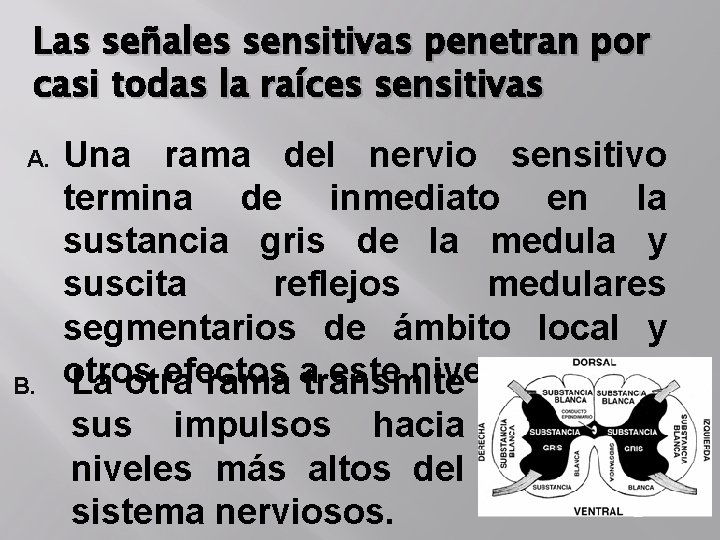 Las señales sensitivas penetran por casi todas la raíces sensitivas A. B. Una rama