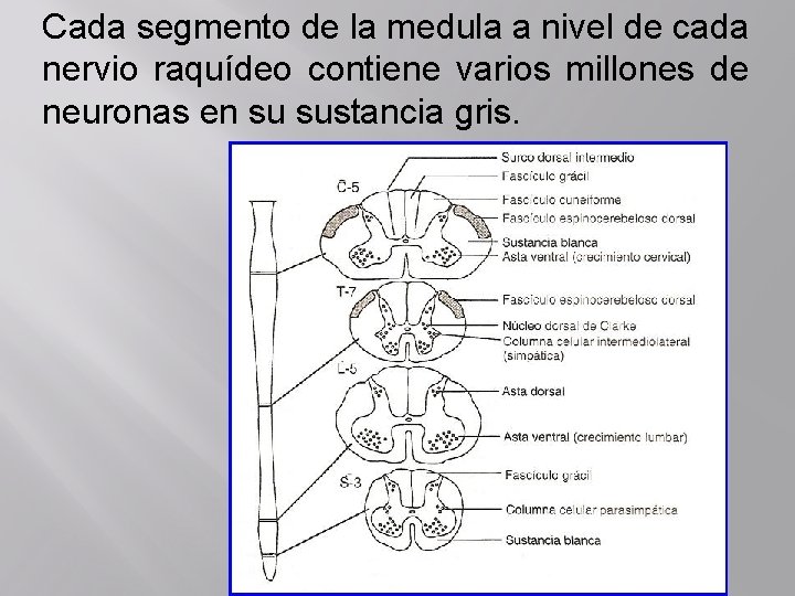 Cada segmento de la medula a nivel de cada nervio raquídeo contiene varios millones