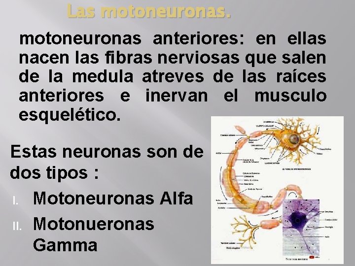 Las motoneuronas anteriores: en ellas nacen las fibras nerviosas que salen de la medula