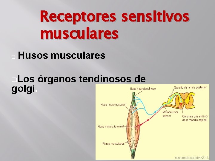 Receptores sensitivos musculares q Husos musculares q. Los órganos tendinosos de golgi. 