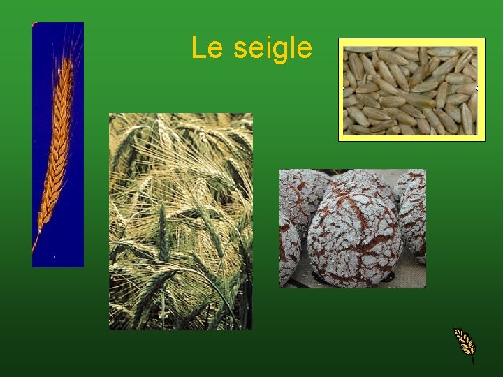Le seigle Le seigle