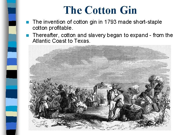 The Cotton Gin The invention of cotton gin in 1793 made short-staple cotton profitable.