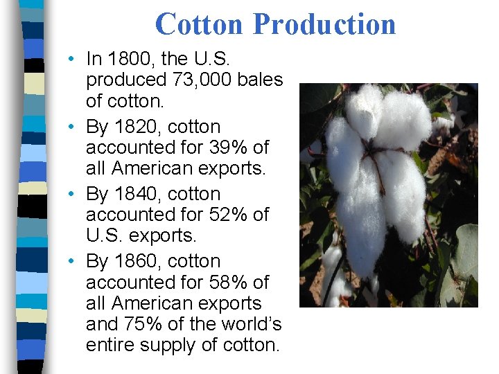 Cotton Production • In 1800, the U. S. produced 73, 000 bales of cotton.