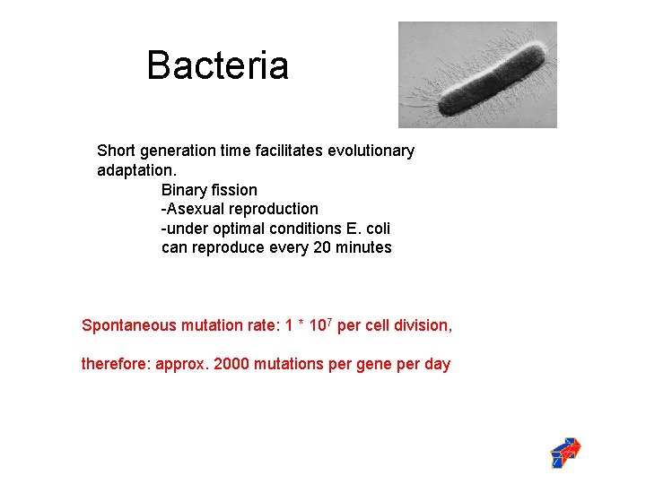 Bacteria Short generation time facilitates evolutionary adaptation. Binary fission -Asexual reproduction -under optimal conditions