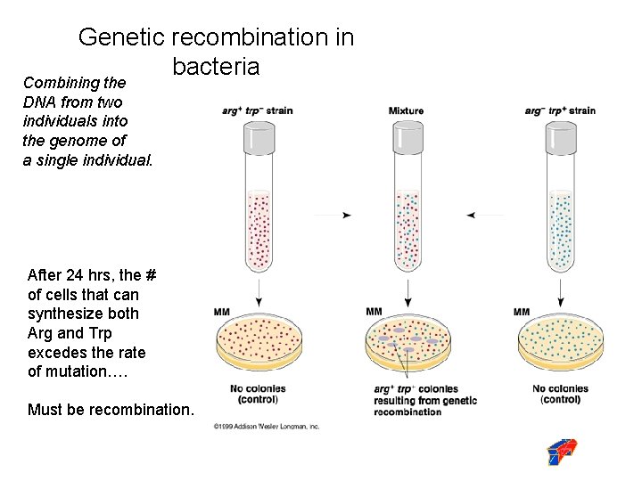 Genetic recombination in bacteria Combining the DNA from two individuals into the genome of