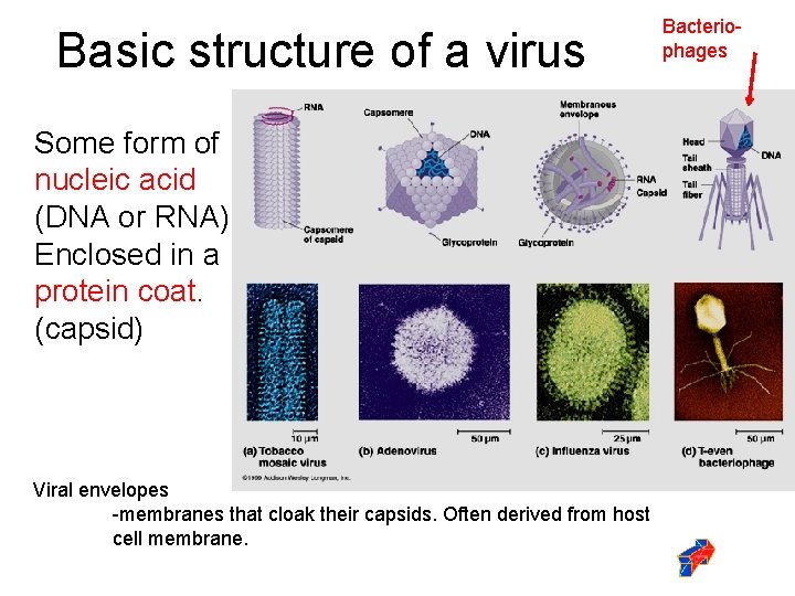 Basic structure of a virus Some form of nucleic acid (DNA or RNA) Enclosed